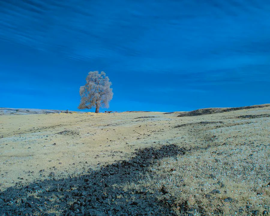 tpeakphotos's tweet photo. Morning #infrared false color scene from #Table_Mountain in #Butte_County #California.
Prints and merch:
https://t.co/Ui6SLljy4O
#photography #photographersontwitter #twitternaturecommunity #surreal #infraredphotography https://t.co/uGTYCnKH5E