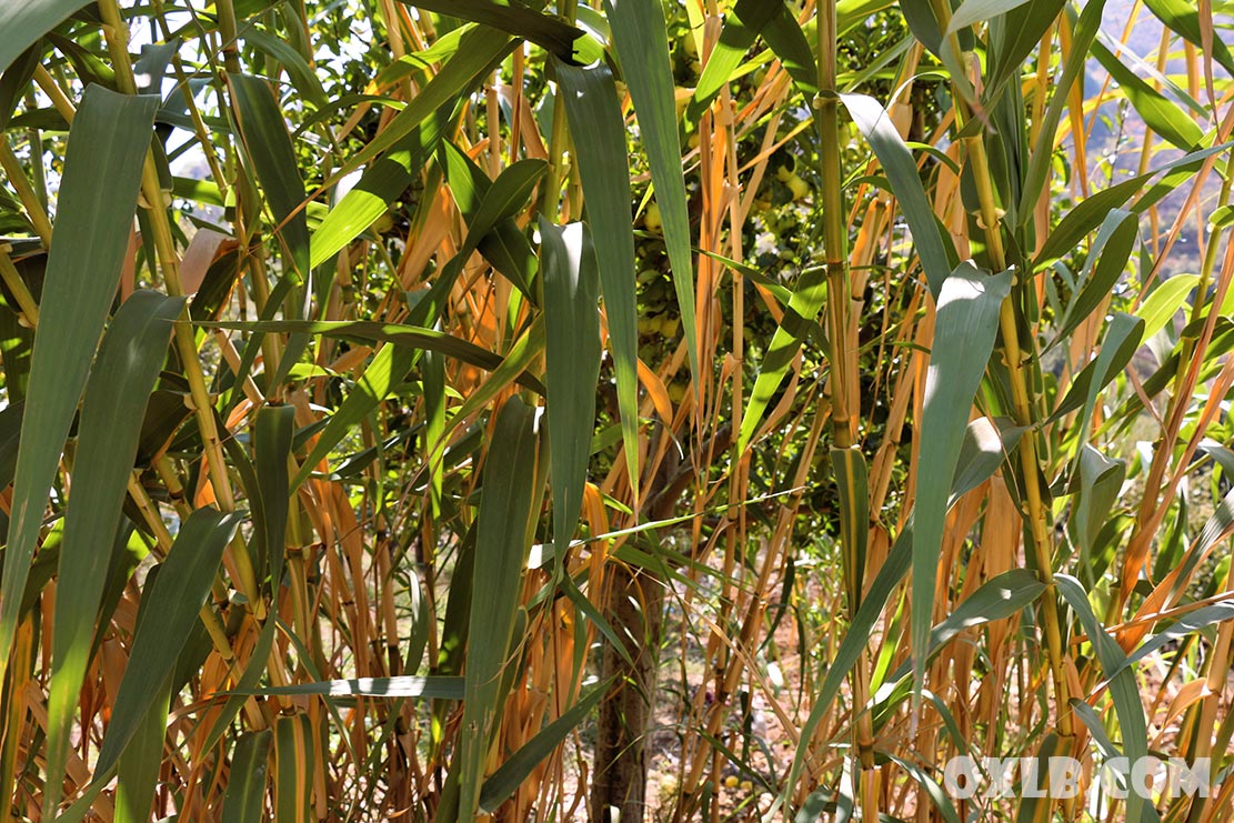 onefineart's tweet photo. Discovering and hiking in Baskinta.. and look what I discovered behind a bunch of sugar cane... a grotto..
https://t.co/hdWRmI3x87

#discovering #hiking #lebanon #lebanonhike #discoverlebanon #lebanonwalk #baskinta #lebanongrotto #amazing #nature #lebanonnature #sugarcane https://t.co/gAelLya368