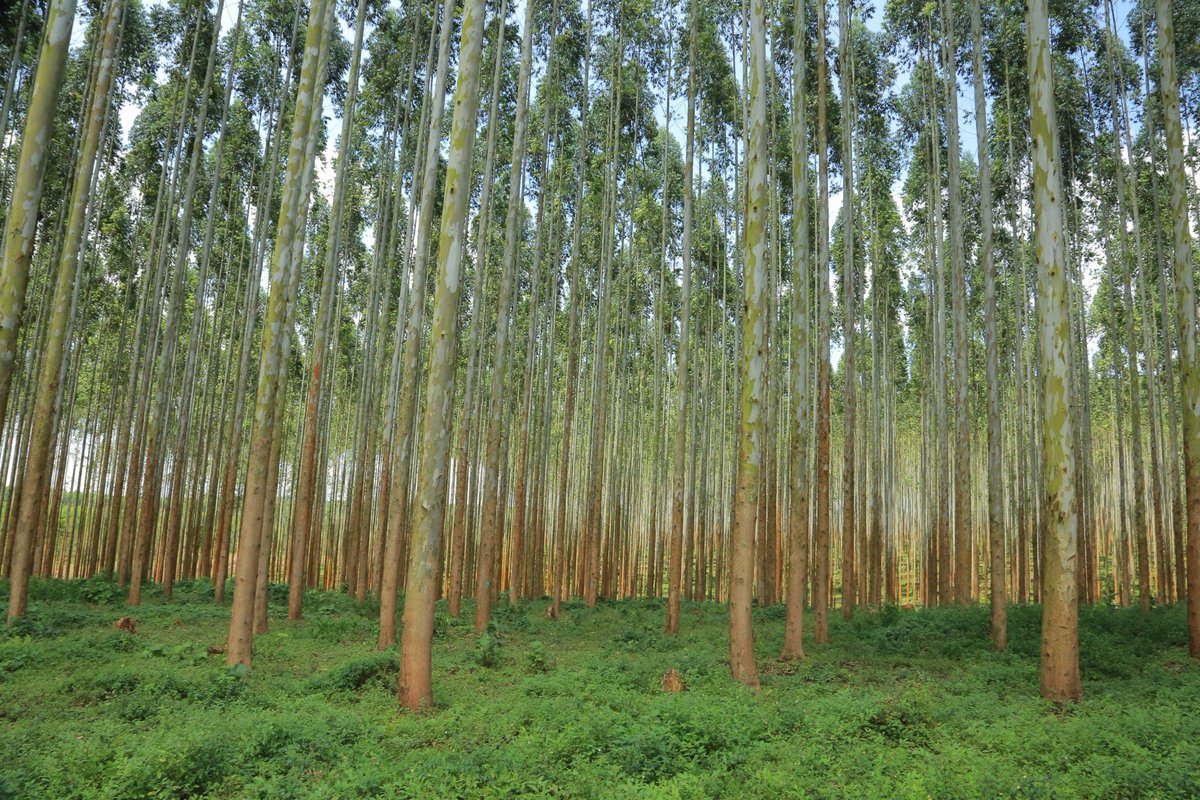 Dr_JibCares's tweet image. Eucalyptus trees are known to be water suckers faster than other native trees

Growing them in #riverbanks is deadly! Water levels reduce significantly thus harming aquatic life &amp;amp; the river lifespan

It's though good for firewood as it grows &amp;amp; sprouts fast

#GenerationRestoration