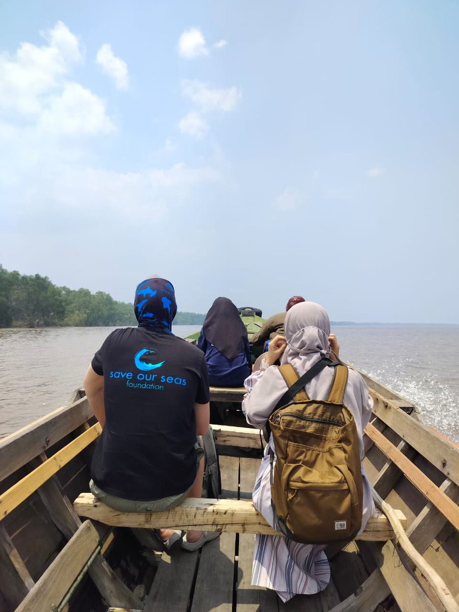 @saveourseas bling on and we're underway on our south and central Kalimantan non-marine elasmobranch survey. First up, Barito River with our fantastic facilitators, Lambung Mangkurat University @officialULM