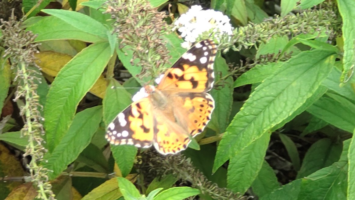 ParksNerima's tweet photo. 花のふれあいゾーンでもいろいろな生き物と出会えるようになってきました！
今朝の観察会では「アリの巣🐜」 を発見！

ほかにもタテハチョウやイトトンボの仲間を見つけることもできました✨

#練馬城址公園
#観察会
#アリ
#イトトンボ
#タテハチョウ
#公園昆虫図鑑 https://t.co/UvbcHKDsmb