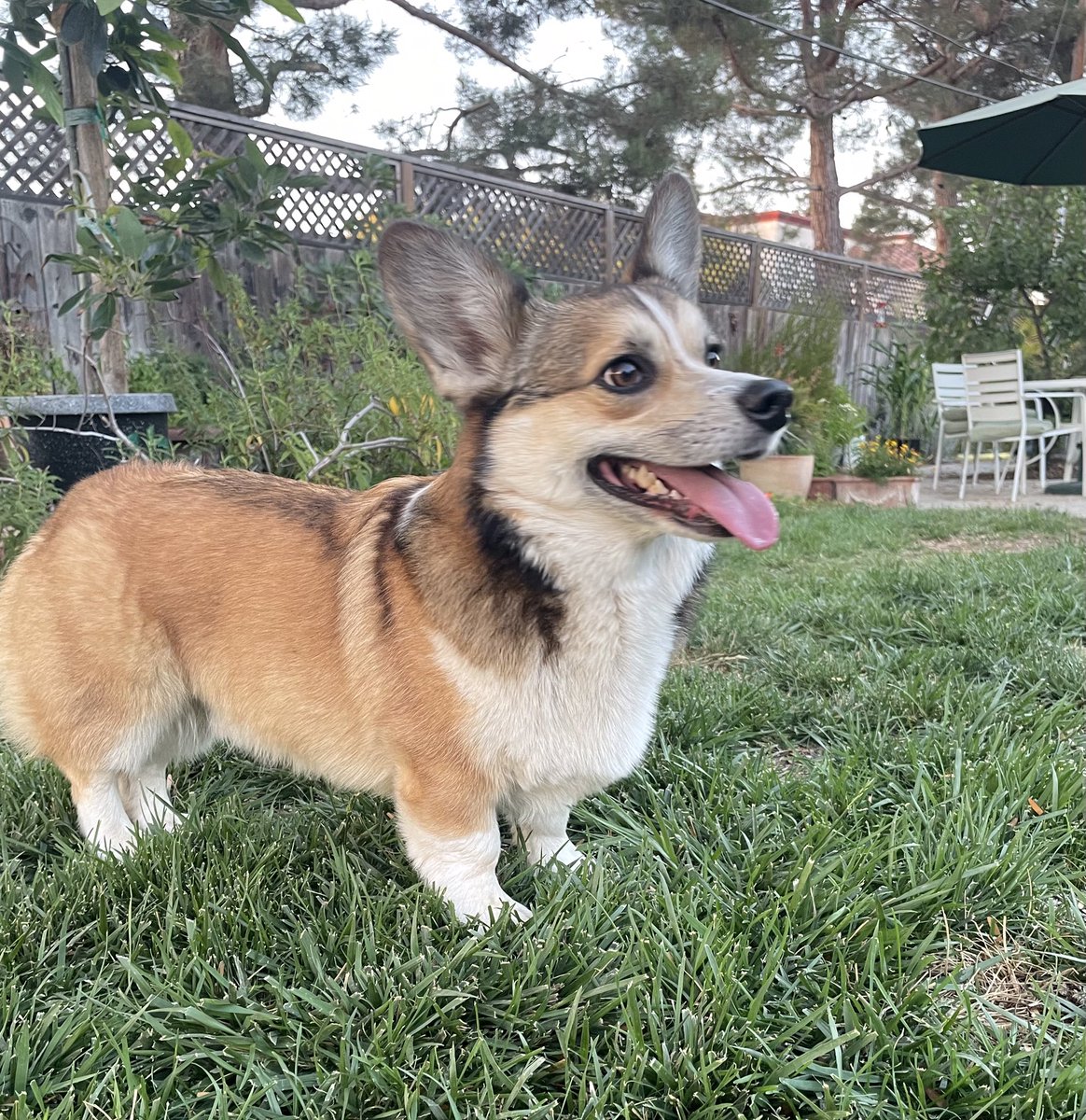 Frisbee time is … fun time

#CorgiCrew