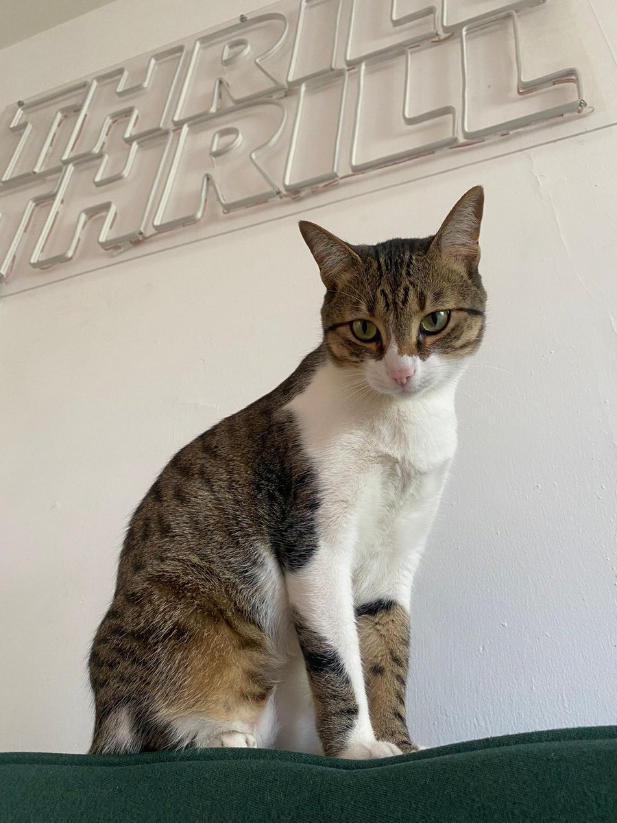 ladb7's tweet photo. @VecinosSurRoma buenas noches vecin@s solicito su apoyo porque ayer 14 de septiembre se perdió un gato en las calles de linares y tehuantepec gracias https://t.co/QR9rRsdQkC