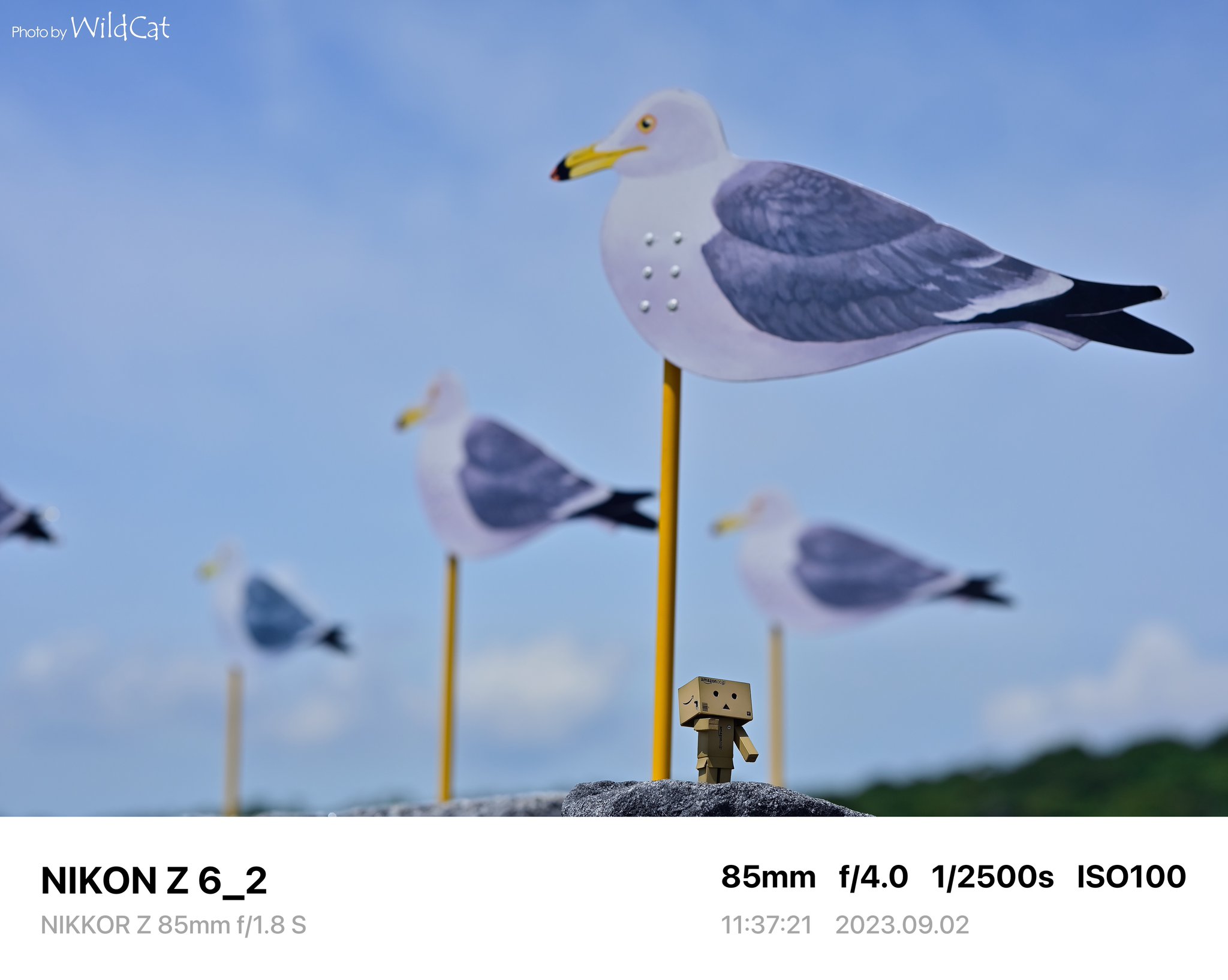 ☆かもめページ☆ 探鳥記録140226銚子 部分白化カモメ