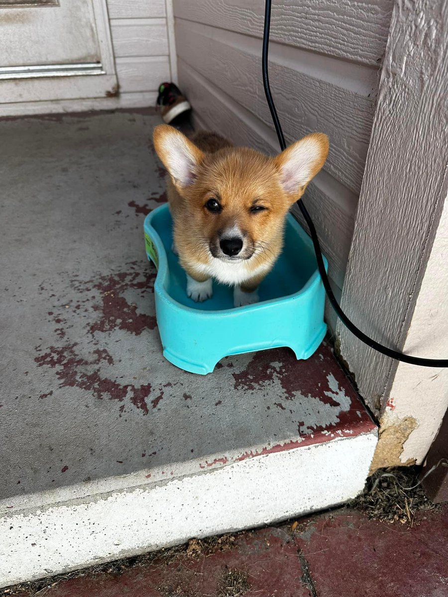 Corgi Lover (@corgi_doglover) on Twitter photo 