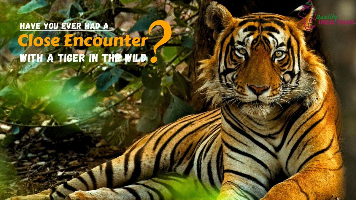 QIndiaTours's tweet photo. Tiger State of India #MadhyaPradesh is your best bet to spot the #RoyalBengalTigers. 
Plan a visit to the #HeartofIndia and experience increased heartbeats and the feeling of joy at the same time.
#Tiger #SaturdayVibes #SaturdayMood #travelgram #mptourism #Wilderness https://t.co/zvUy6LV8Hv