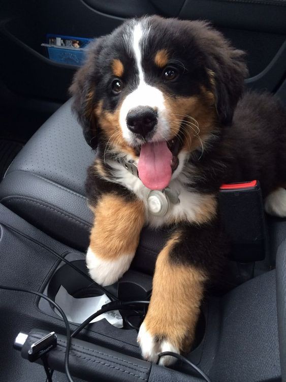 Corgi Lover (@corgi_doglover) on Twitter photo 