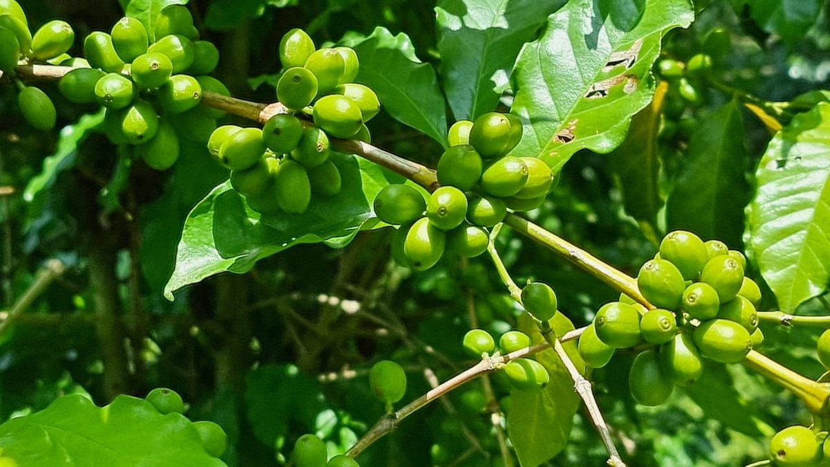 AbiyAhmedAli's tweet photo. These coffee trees planted three years ago as part of our #GreenLegacy are bearing fruit. Ethiopia’s #GreenLegacy program is not only stabilizing the ecosystem but also enhancing agroforestry. https://t.co/j2SoYLZs88