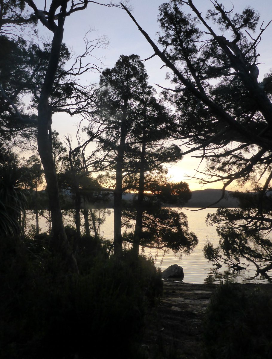 To be alone with Pencil Pine, from the Jurassic, at sundown, Lake Petrarch #WorldHeritage #Tasmania.