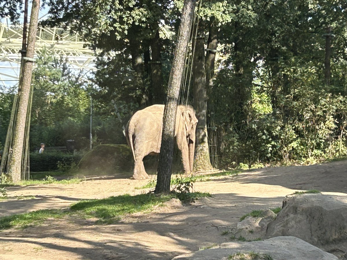 ludolphus's tweet image. #dbxenft in the Zoo