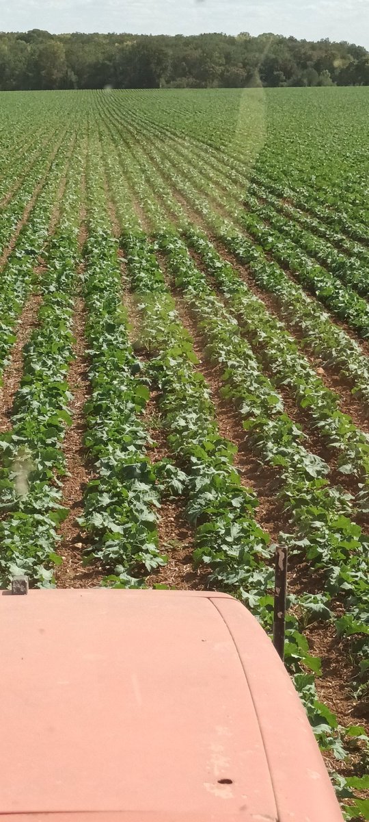 Un passage de bineusse qui va supplanter un passage un passage en chimique, c'est plus long mais c'est aussi efficace 
<a href="/GSud91/">Groupe DEPHY Sud91</a> <a href="/CAIDF/">Chambre d'agriculture de Région IDF</a> <a href="/terresinovia/">Terres Inovia</a> <a href="/Dephy_Ecophyto/">Réseau DEPHY</a>