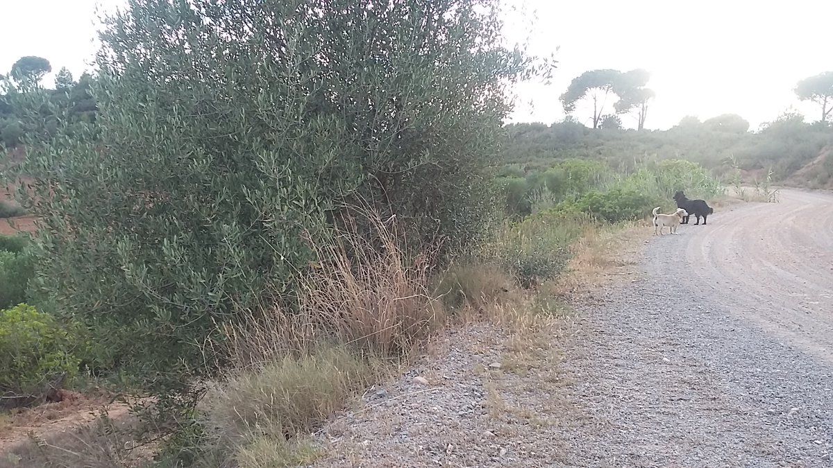 Capsule2's tweet image. Adeu Lila. Gràcies