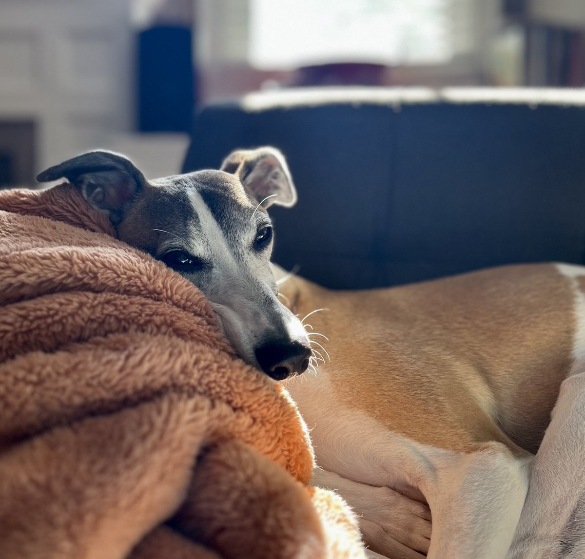 A lady of leisure…
#whippet #dogsoftwitter #hounds #houndsoftwitter 
#saturday