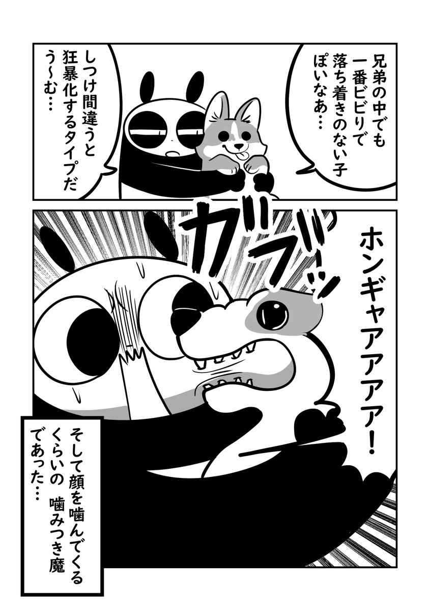 コーギーがやってきた話 