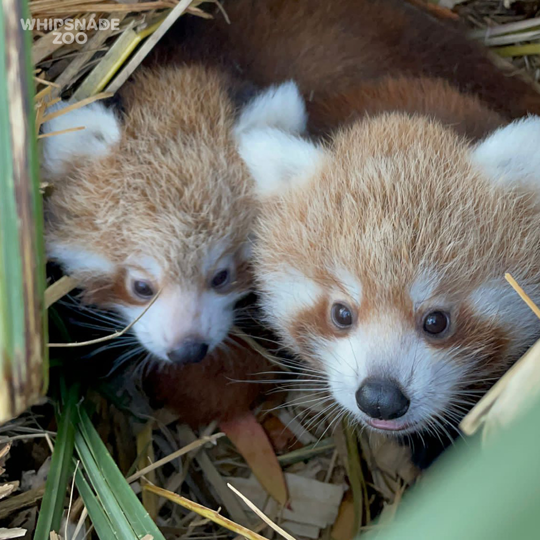 ZSLWhipsnadeZoo's tweet photo. A sneak peek of these two to celebrate #InternationalRedPandaDay ❤️ Keep an eye on our social channels for updates on the family soon! Our #RedPandas are part of a European breeding programme designed to keep a genetically diverse back-up population safe in #ConservationZoos. https://t.co/Ki9xpJweWh