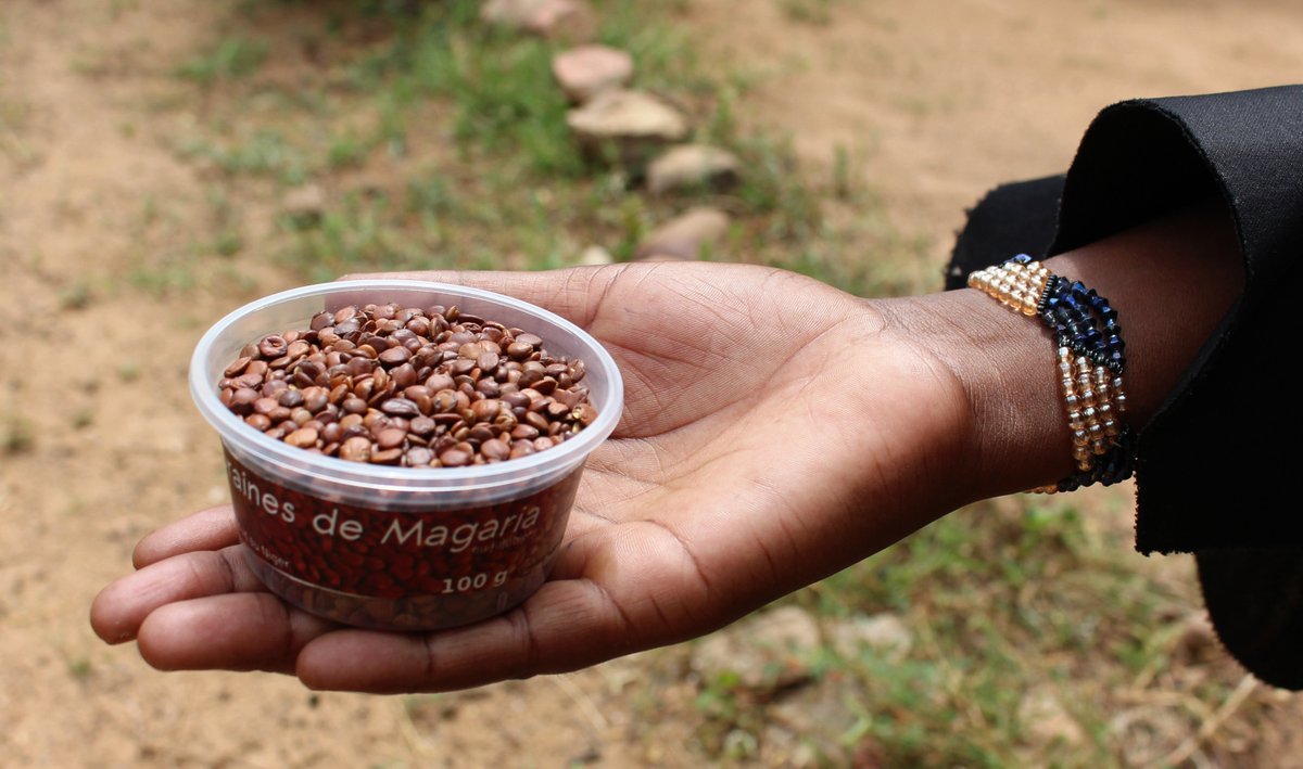 Connaissez-vous les graines de magaria, dont le goût rappelle le cacao?
Disponible chez Sahara Sahel Foods, Zinder, à 750 F par boîte.