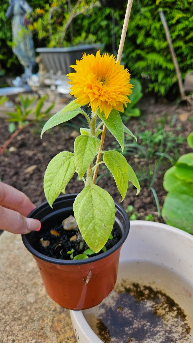 sal123685's tweet photo. When you go to your mums to find the miniature sunflower has grown from our 'Grow your own Sunflower' kit from @MrKCrags and his class at the school fayre 🌻🌻 how lovely x https://t.co/7FnH0A6p7p