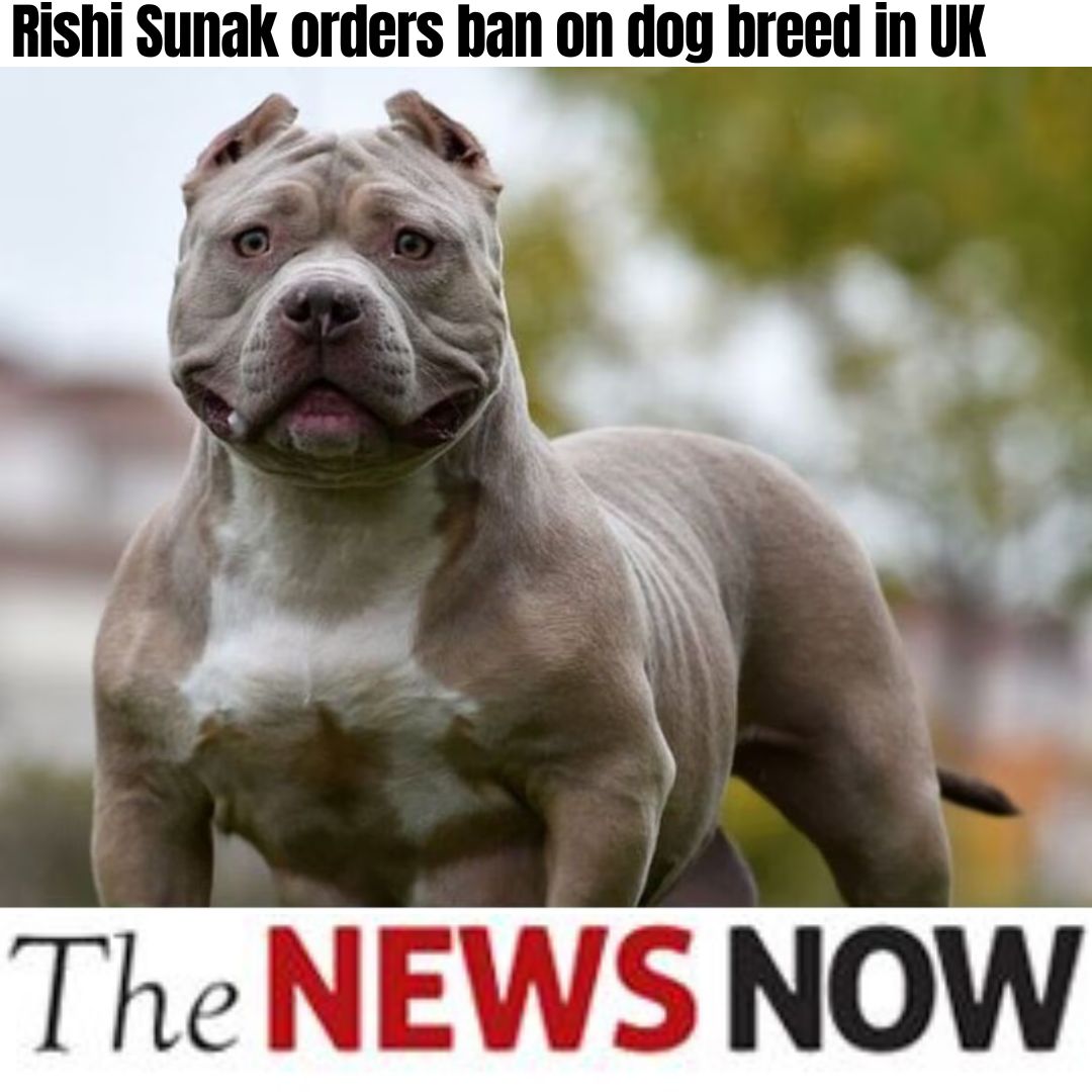 UK Prime Minister Rishi Sunak on Friday announced that the American XL bully dogs will be banned following a series of horrific attacks.

#UK #PM #RishiSunak #Dogs #AmericanXLBullyDogs #Ban #DogAttacks