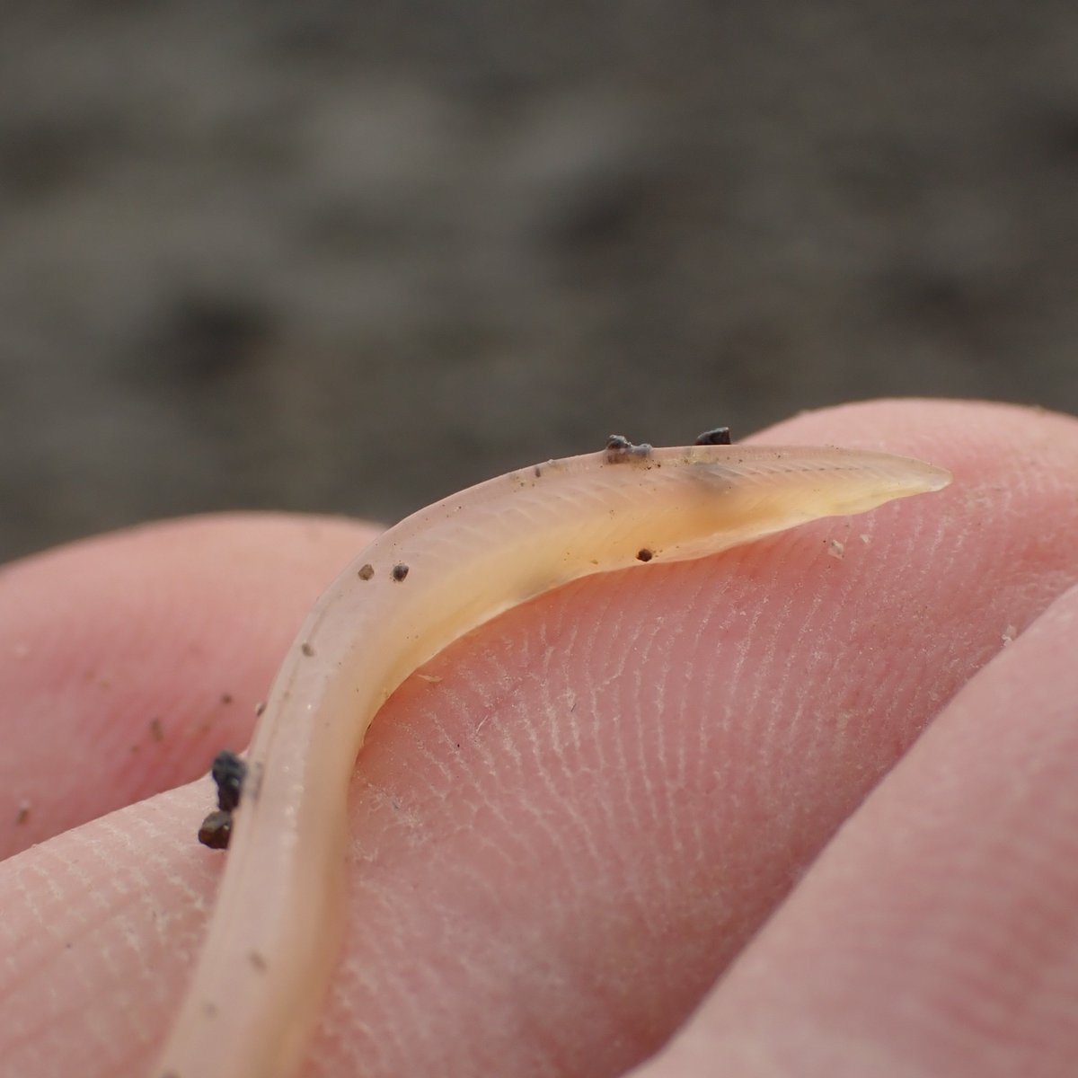 Werner_deGier's tweet photo. New paper alert! 🚨 Your favorite biologist-couple's (@JeroenHubert ♥️) first paper together was published 🥳 It's an intertidal obs of a rare #lancelet #fish which we found during our holiday in #NZ🐟🇳🇿 
Read it here: https://t.co/EbI7pzg3Cj 

To do:
Publish our travel pics ✅ https://t.co/kWas3UGtKk