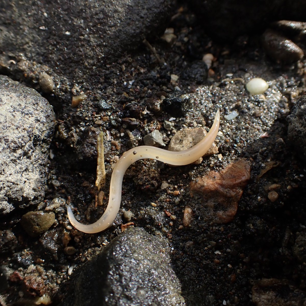 Werner_deGier's tweet photo. New paper alert! 🚨 Your favorite biologist-couple's (@JeroenHubert ♥️) first paper together was published 🥳 It's an intertidal obs of a rare #lancelet #fish which we found during our holiday in #NZ🐟🇳🇿 
Read it here: https://t.co/EbI7pzg3Cj 

To do:
Publish our travel pics ✅ https://t.co/kWas3UGtKk