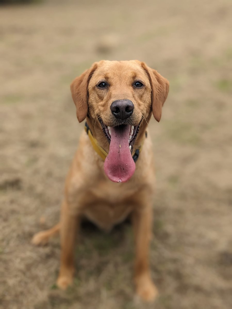 HPDogSection's tweet photo. 🚨Attention🚨 this post contains extreme cuteness. 

Say hello to our newest additions. They have completed their first week of initial training to become specialist DCW detection dogs. 

TPD Beale 
TPD Hamilton 
TPD Sunny
TPD Lillybett 
TPD Sapphire https://t.co/HREIM0fg1r