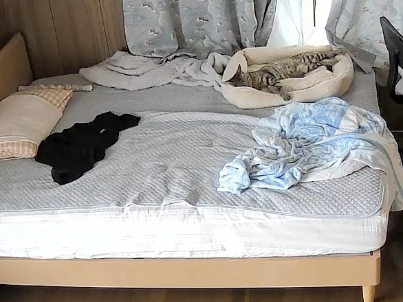 bou128's tweet photo. しんば(居候くん)、誰かがちょっとでも足音立てるとムク！って起きて、ワクワクして待ってる姿が見守りカメラに映っててとてもかわいい　そういう時は毎回部屋にお邪魔するんだけどダッシュで駆け寄ってきてニﾞャーニﾞャー元気にあいさつしてスリスリしてくれる https://t.co/hoo9Rl44sz