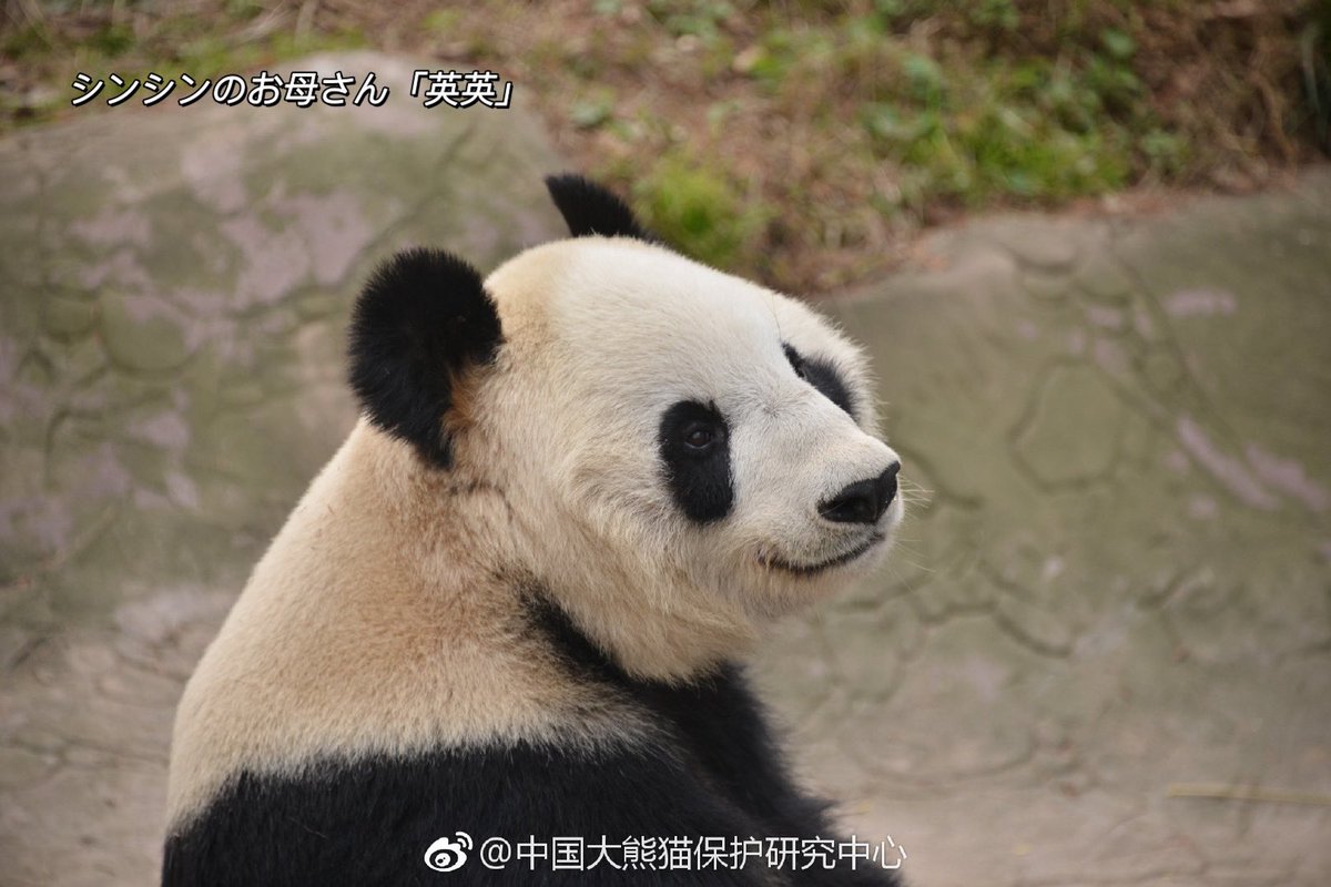 シャンシャンとシャオレイの祖父母は、32歳の「英英」しかいない。英英さん、ご健康ご長壽をお祈りします！