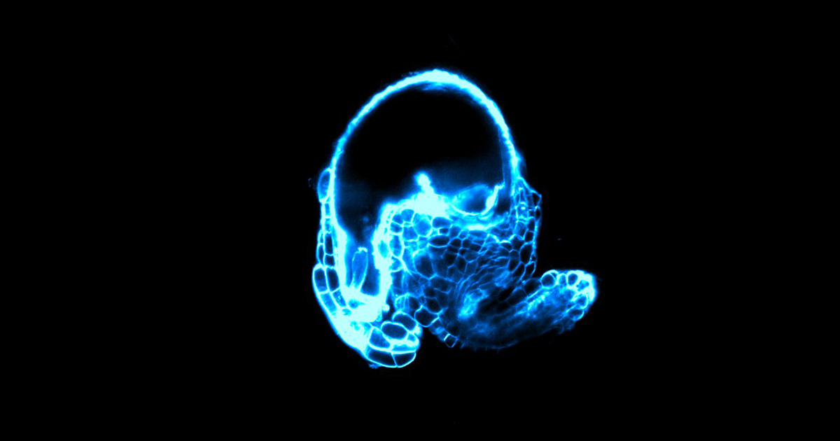 Alien Egg by @istaustria PhD student David Babic of the Friml group. An ovule (immature seed) of the Arabidopsis thaliana plant counterstained with the SR2200 cell well stain. Acquired on Zeiss LSM 800 confocal microscope @istaustria_iof.