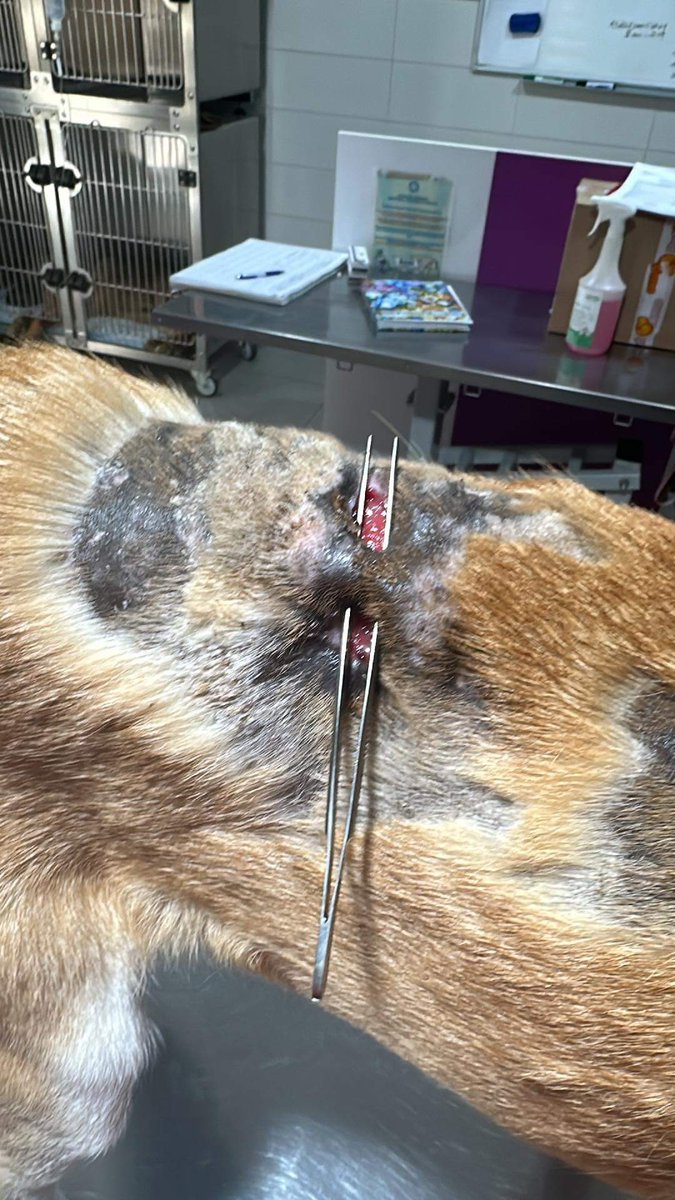 GillyMeeky's tweet photo. Spencer needs help. The wounds looked to be healing but the skin had detached from the flesh 🥹 He had an op and will spend min 5 days in the clinic. The op+care was £243 and it’s £30 per day. I have £120. Can anyone help with the other £273? https://t.co/ZwFOkBL6A6 ref Spencer https://t.co/2w98DKK8Bg