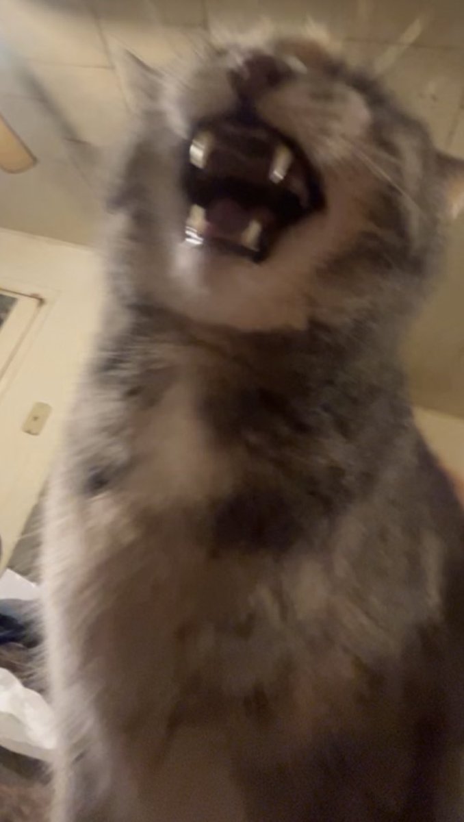 Jolly_Literally's tweet photo. @ShouldHaveCat Num nums (grey) and buddy (tuxedo) https://t.co/XXDLXhHgfv