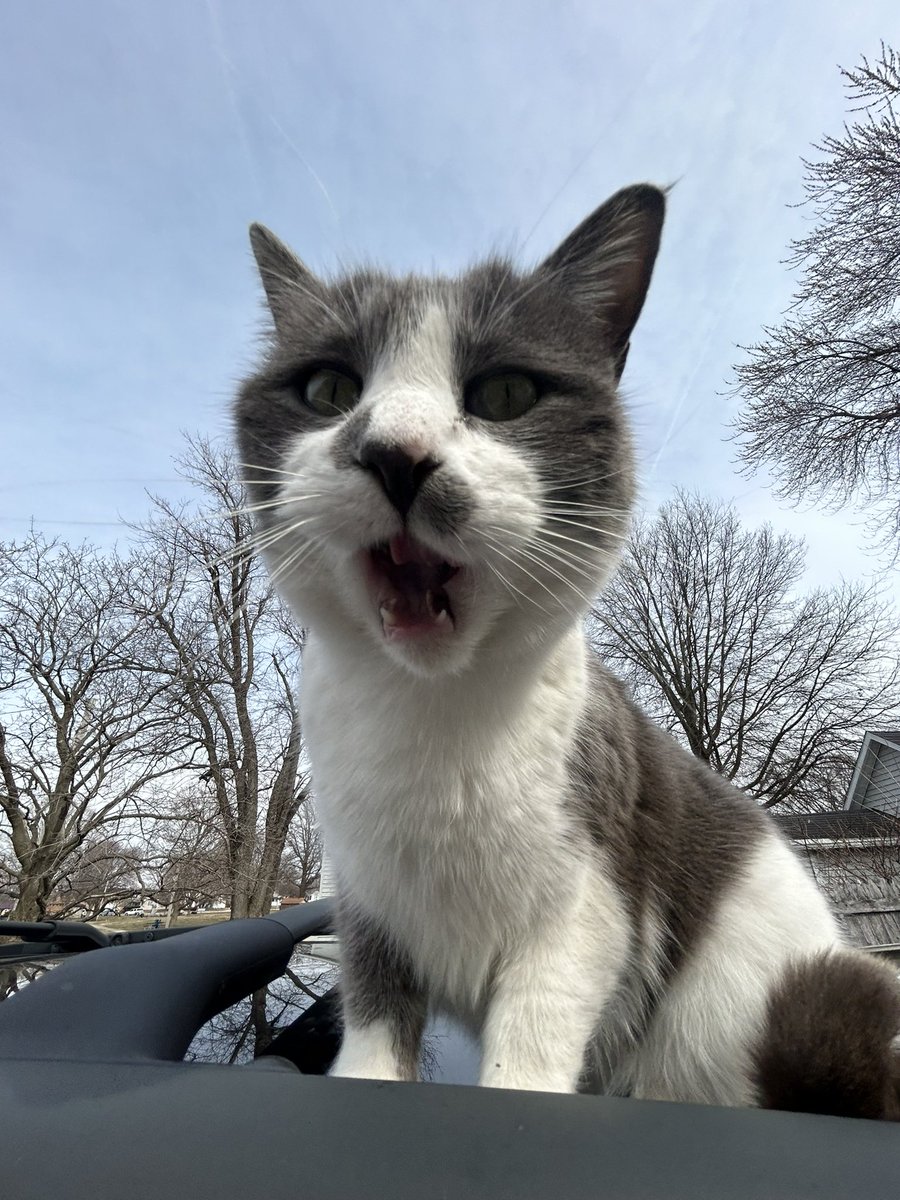 Jolly_Literally's tweet photo. @ShouldHaveCat Num nums (grey) and buddy (tuxedo) https://t.co/XXDLXhHgfv