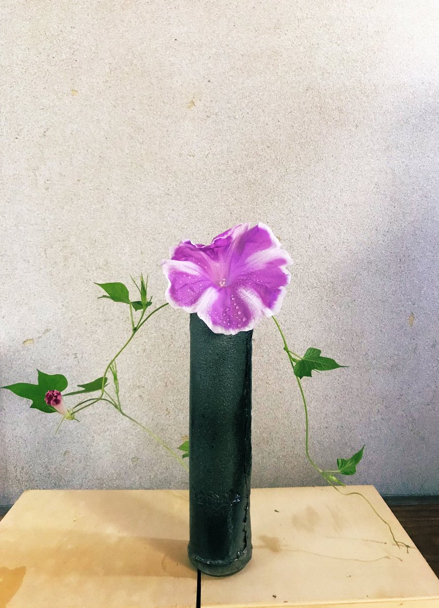 Saule_Flower's tweet photo. 9月も半ばを過ぎましたが、、まだ朝顔は咲いてくれます。
#庭の花 #朝顔 #一声の秋 #霧の籬 #静寂 #質感 #気配 #あわい #いけばな #お花のある暮らし
#ikebana #ikebanainternational #ecoflowers #stillness #objectatrest #beautyoftheline #flowerphotography #autumnfog
#Saule_Flower https://t.co/MV8aNmT9Bi