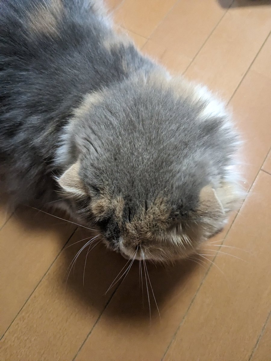 MoKo_1_16's tweet photo. お風呂に入ってﾎﾟﾜﾎﾟﾜ もこ
そしていじけて布団に潜ってった

#猫 #ねこ #もこ #スコティッシュフォールド #猫がいる暮らし #三毛猫 https://t.co/m6ANhw425V