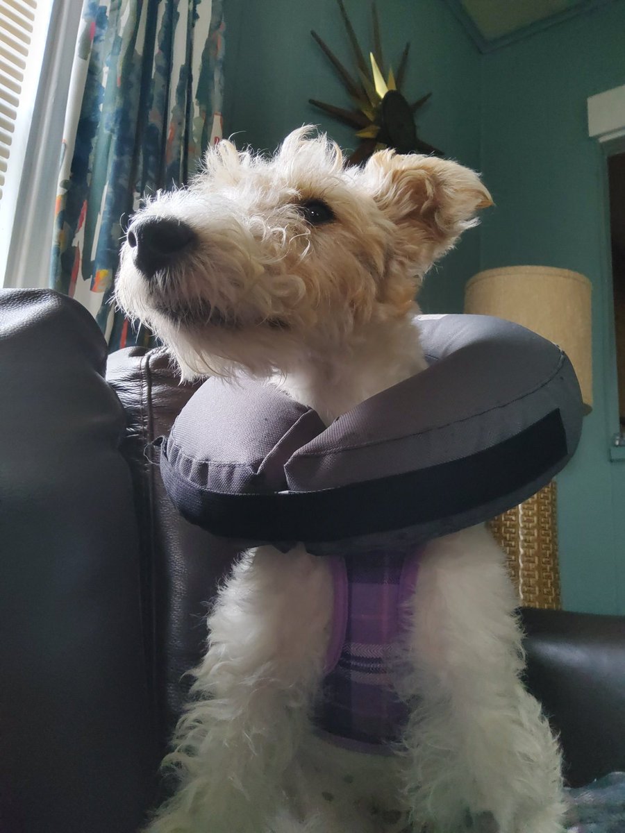 WhereTrueLoveIs's tweet photo. Penelope Pumpernickel is recovering well from her surgery, but she hates wearing the cone or ring. #lifewithapuppy https://t.co/0IU8Ha0Mkw
