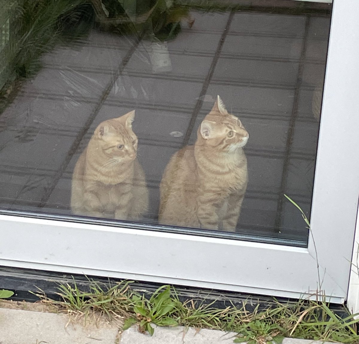 Johan Dubbeldam tweet media