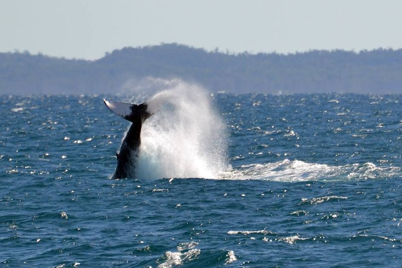 michashikes's tweet photo. Tail slapping humpback whale in Hervey bay, Australia
#wildlife #wildlifephotography #whalewatching #humpbackwhale #humpback #herveybay #ocean #nature #naturephotography #wanderlust #travel #australia #queensland #tailslap https://t.co/iTXdKtlBB5