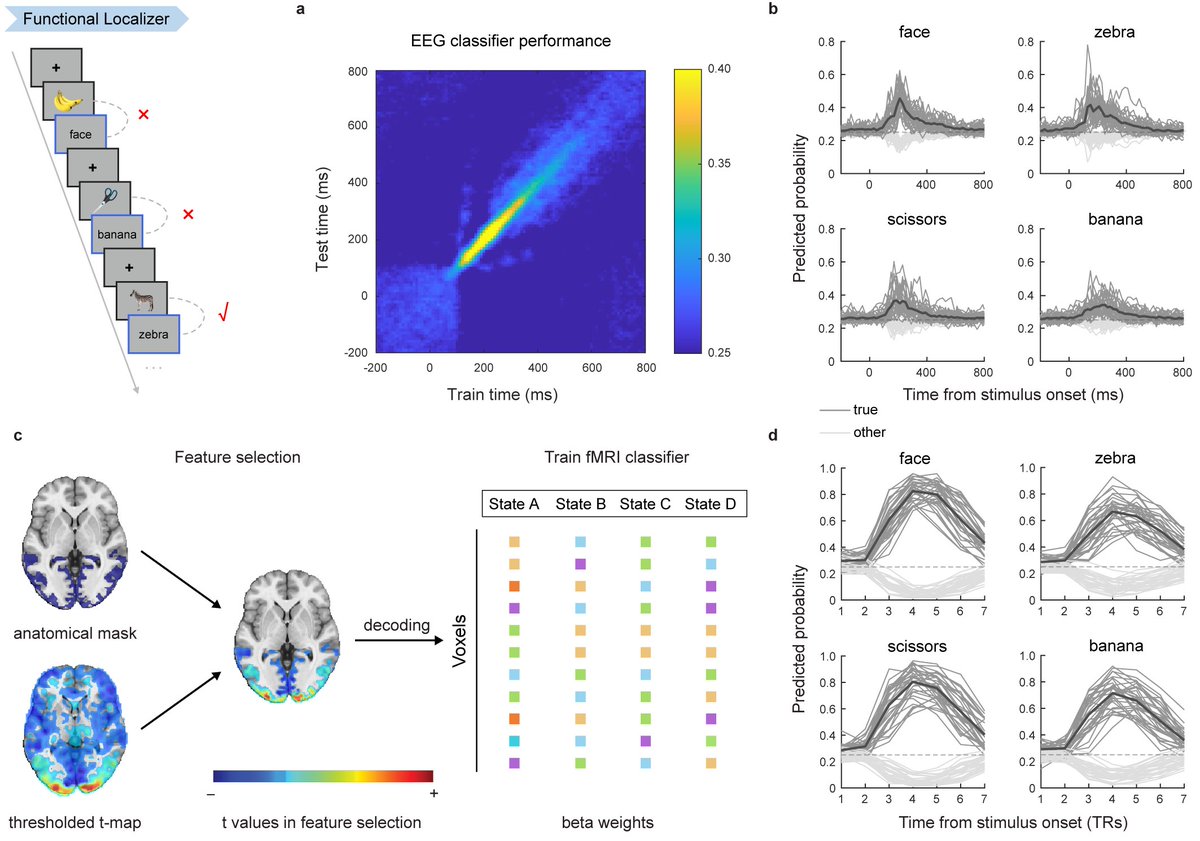 During the functional localizer session, we achieved high decoding accuracy in both EEG-based and fMRI-based decoding, aligning with prior research (M/EEG for @YunzheNeuro , and fMRI for @lnnrtwttkhn @nico_schuck ). (4/6)