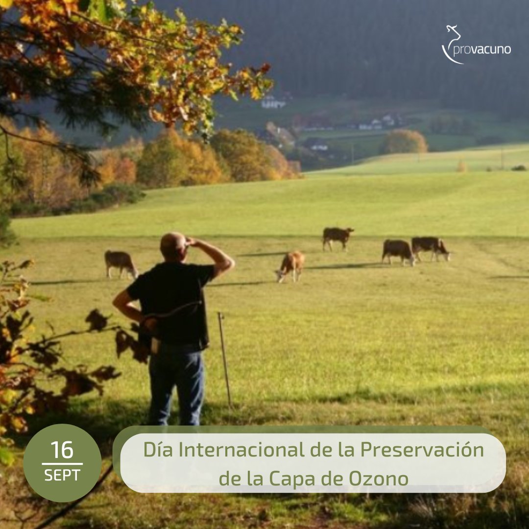 Provacuno's tweet photo. 🌍 Hoy se celebra el Día Internacional de la Preservación de la Capa de Ozono.

🐂 El sector ganadero trabaja a diario para mejorar y proteger nuestro planeta. Por un mundo más limpio, cada gesto cuenta.

#DíaInternacionaldelaPreservaciónCapaDeOzono https://t.co/ldIPdY6ppo