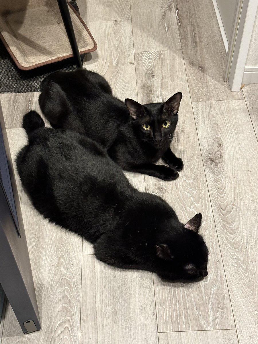 黒猫おはぎ (@gindara_cats) / Posts / X