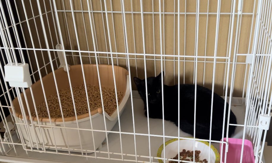 mechan_koris's tweet photo. 庭に現れる黒猫ちゃんを保護 https://t.co/sgUKUvLmEc