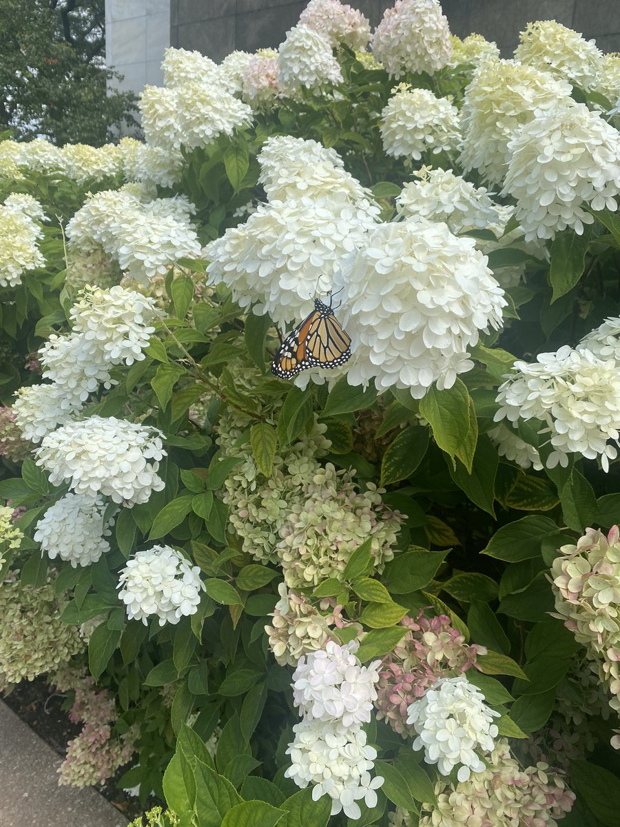 _iguanya's tweet photo. I already posted this picture on my Instagram stories but I saw a monarch butterfly today outside of the Detroit public library and I just love it so much https://t.co/KPGop2qYiS