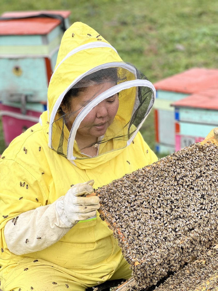Сагарч асгарсан их зөгий хараад баярладаг даа🐝