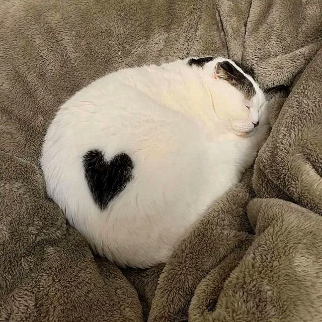 Why you should have a cat tweet media