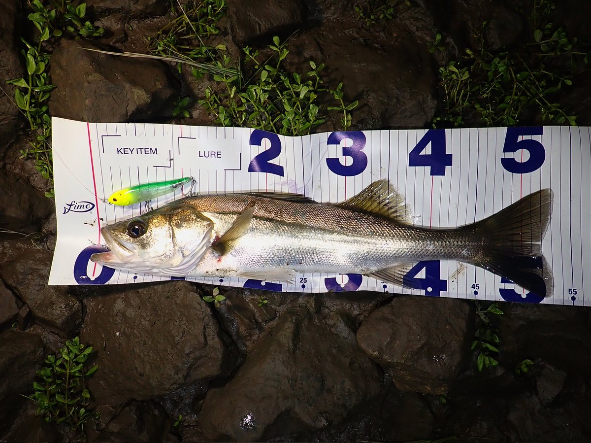 sasametsuribito's tweet image. シャローで逃げ惑うイナッコ
ルアーに食いつかないシーバス

それでもシーバスを絞り出したルアーとは…！？

詳細はコメント欄のURLから！！

#fimoモニター