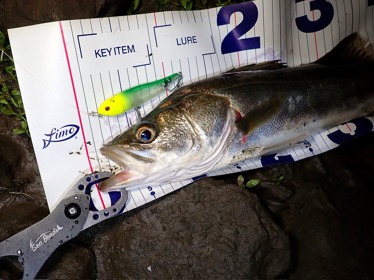 sasametsuribito's tweet image. シャローで逃げ惑うイナッコ
ルアーに食いつかないシーバス

それでもシーバスを絞り出したルアーとは…！？

詳細はコメント欄のURLから！！

#fimoモニター