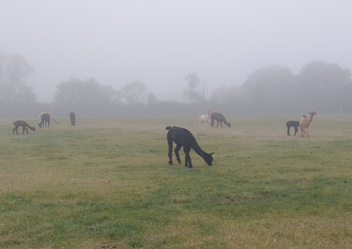 Orchard_Alpacas's tweet photo. A bit of a misty start here this morning.......#SaturdayMorning #goodmorning #WeatherUpdate https://t.co/OtUHmw2zGv