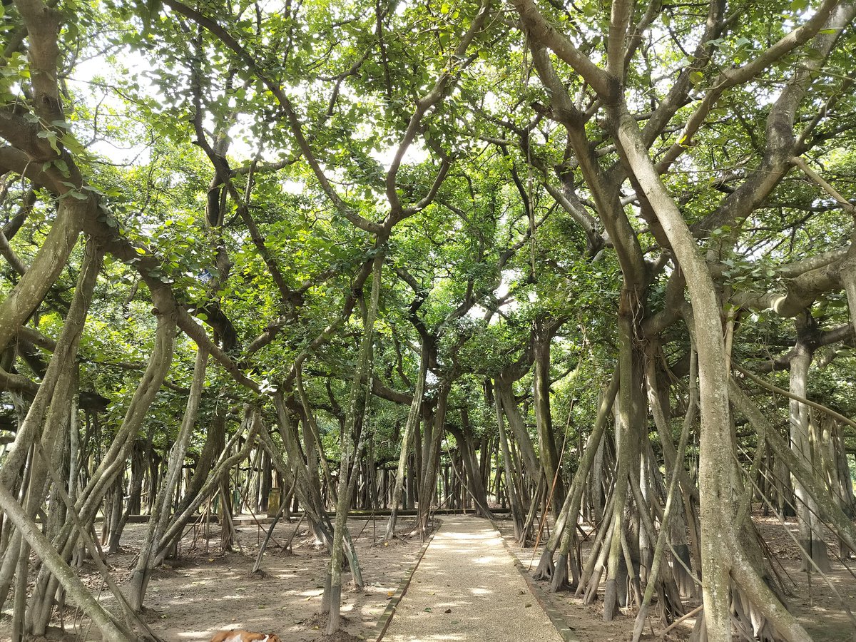 HSBC India &amp; The Indian National Trust for Art&amp;Cultural Heritage (INTACH) have joined hands to rejuvenate the historical AJC Bose Indian Botanical Garden at Howrah.The initiative was launched at a ceremony on 13 September,2023  at the Central National Herbarium, IBG, Howrah.
