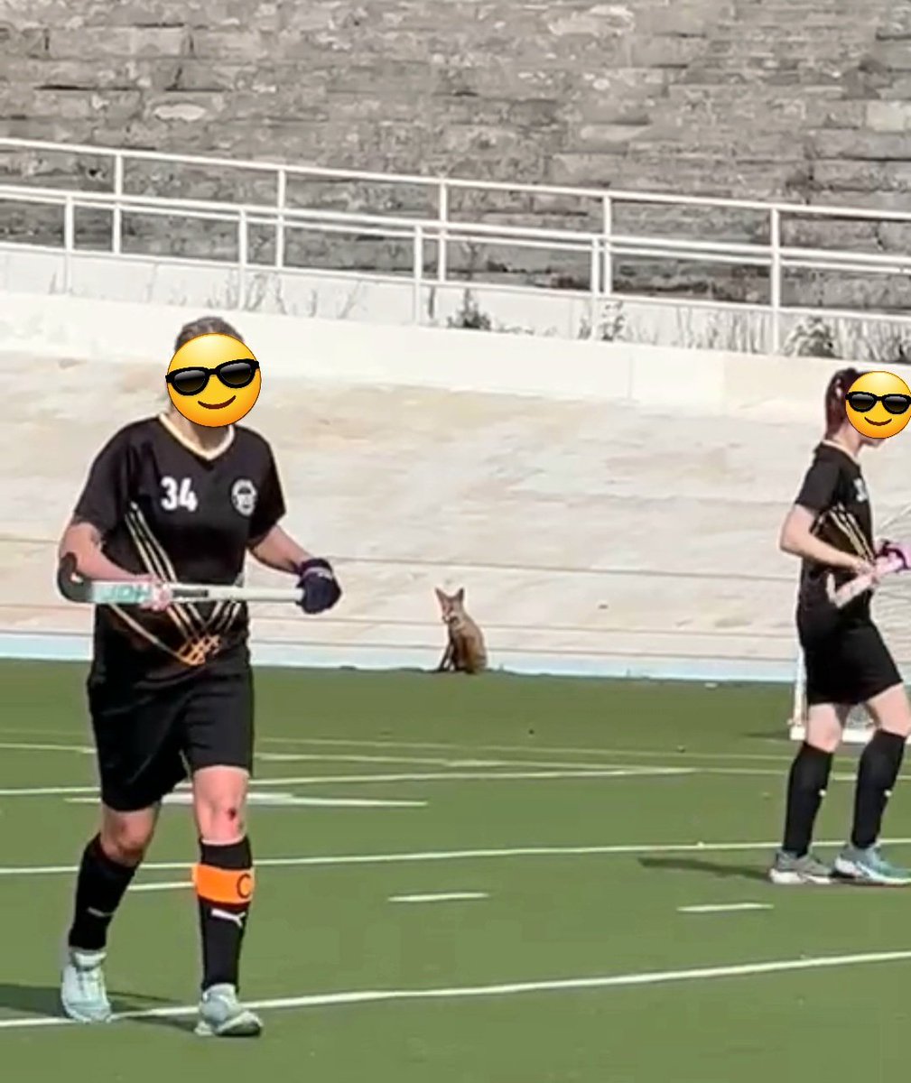 EijaLehtomaki's tweet photo. Tiesittekö että tänään voi mennä katsomaan Maahockeyn SM-loppuotteluja Velodromille alkaen klo 11.20. Vakiokatsojana peleissä on ollut kettu, mutta kyllä muutkin voi mennä. #maahockey #kettu #luonto #helsinki https://t.co/GOifidkKsp