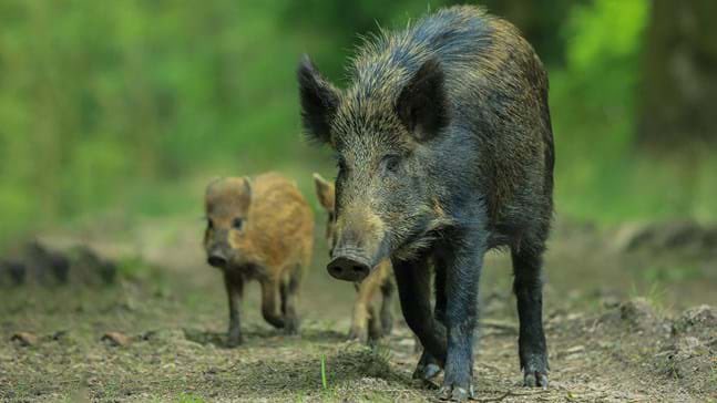BenGoldsmith's tweet photo. Wild boar are a vital, native British species which our ancestors drove to extinction not so long ago. Now wild boar are back, in pockets, in Scotland and elsewhere.

And guess what, men in camo with thermal sights and guns are on a mission to eradicate them wherever they are found, even shooting lactating mothers and leaving the young to starve. The brutality is mind-boggling. 

Wild boar are intelligent, curious, social creatures which live in tight matrilineal family groups, their knowledge passed from mother to daughter, each female caring for all the young as if each one were their own. Wild boar are wonderful animals, worthy of our respect and empathy. But no, not in zoophobe Britain. 

In Scotland the cold-hearted ignoramuses out killing wild boar while claiming it’s for ‘the good of the land’ are simultaneously doing everything in their power to maintain hugely inflated numbers of native deer for canned shooting in the Highlands, to the extent that the majestic hills and glens are nearly entirely stripped of scrub, trees and nature, and Scotland’s remaining woodlands are being inexorably hollowed out. 

Scotland’s government is complicit. In official comms wild boar are called ‘feral pigs’, to imply they’re not the native species they are. There are no closed seasons nor minimum calibre requirements for hunting wild boar anywhere in Britain. Do what you want to them, whenever and wherever you like, no matter how callous or perverted.

Once wild boar become established, of course hunting will be necessary and good. But that’s a far cry from the current free-for-all, unlicensed, year-round mission to eradicate them.

The only way to turn things around is for ordinary voters to demand that politicians do what it takes to protect and restore wildlife and nature in our countryside. It’s a simple choice. 

Join a wildlife group today and write to your MP.