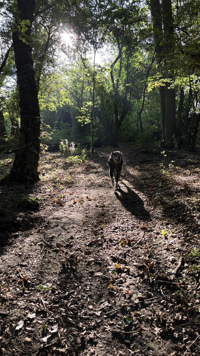 MerlinnotDesmo's tweet image. Running through the woods on a lovely September morning 😘